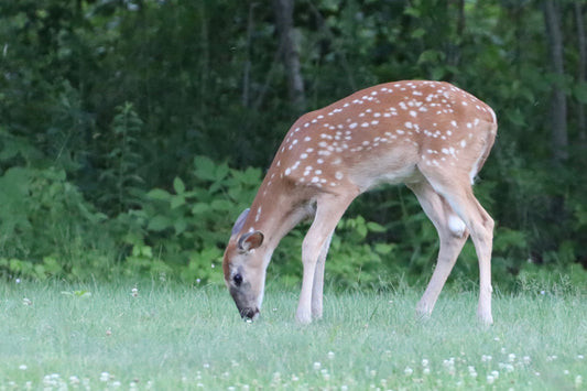 Fawn