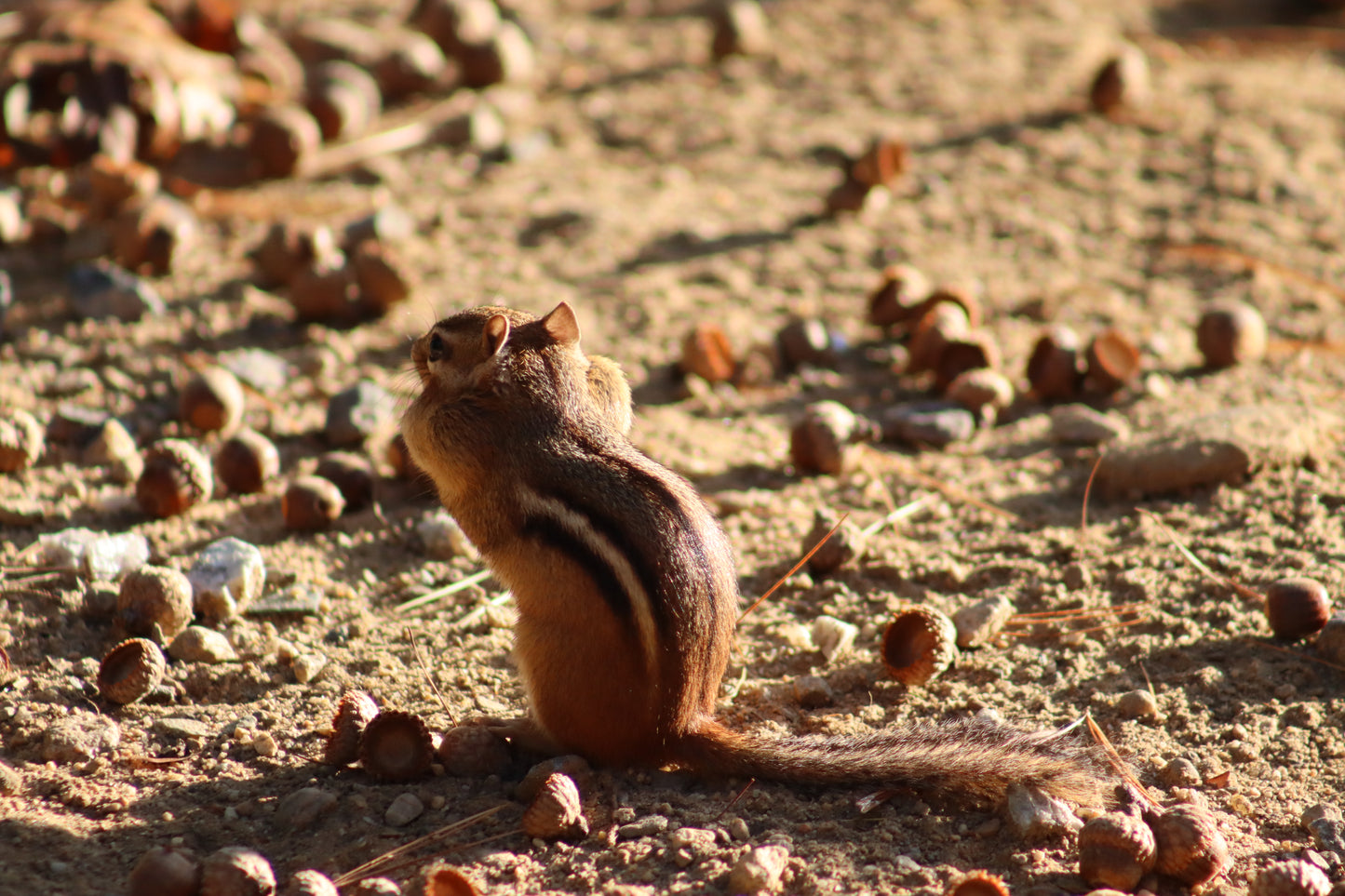 Harvest Chipmunk