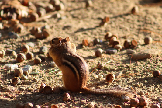 Harvest Chipmunk