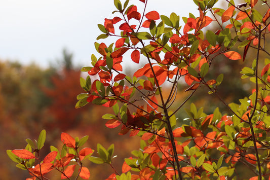 Fall