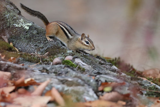 Chipmunk on Rock 5