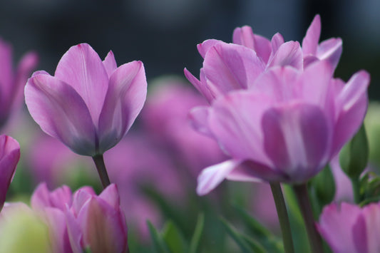 Purple Blooms