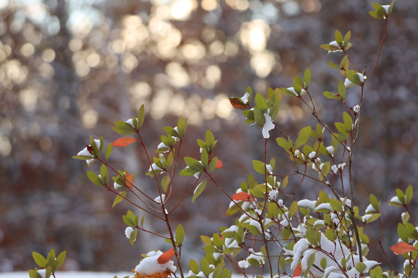 Winter