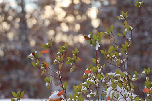 Winter