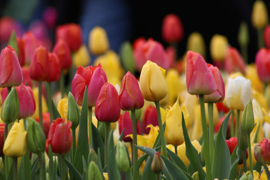 Pink & Yellow Tulips