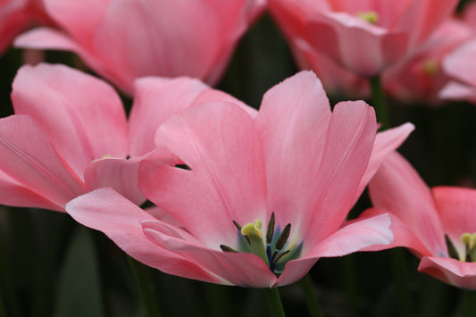 Soft Pink Petals