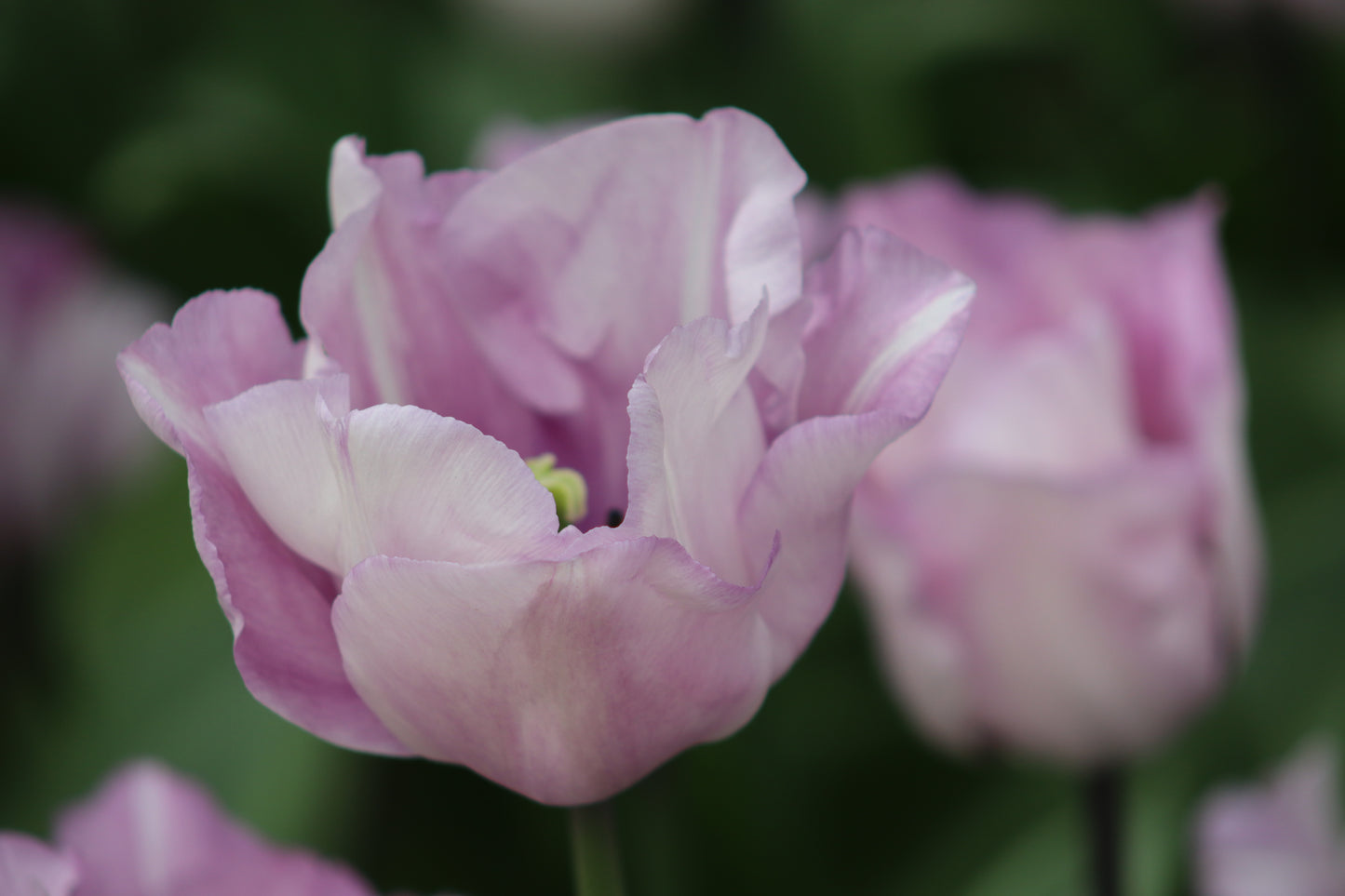 Soft Purple