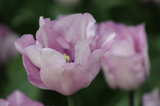 Soft Purple