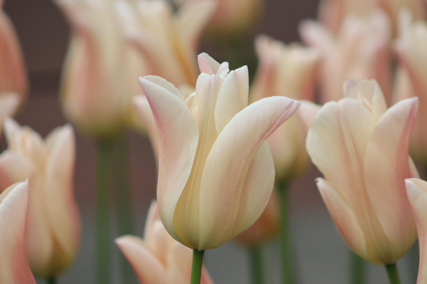White Lily Flowering Tulips
