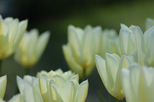 White Flowers