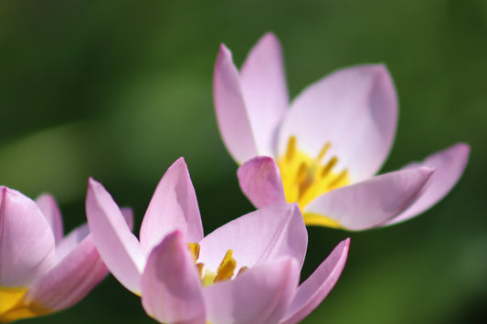 Purple/Pink & Yellow