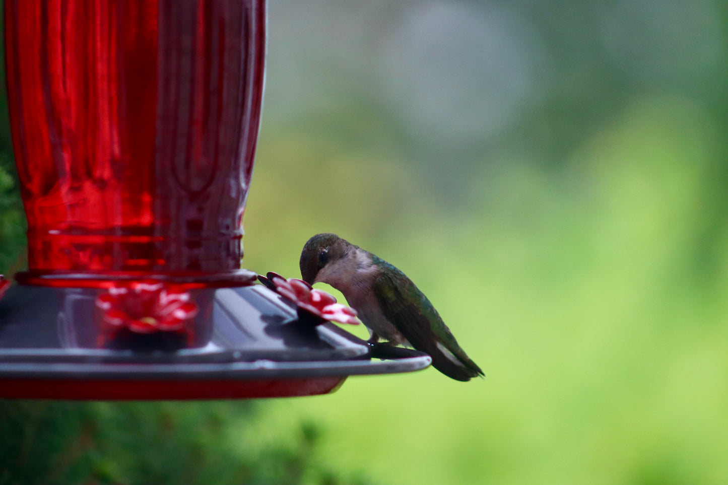 Hummingbird 5