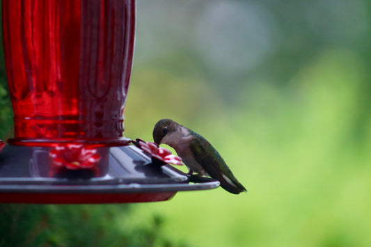 Hummingbird 5