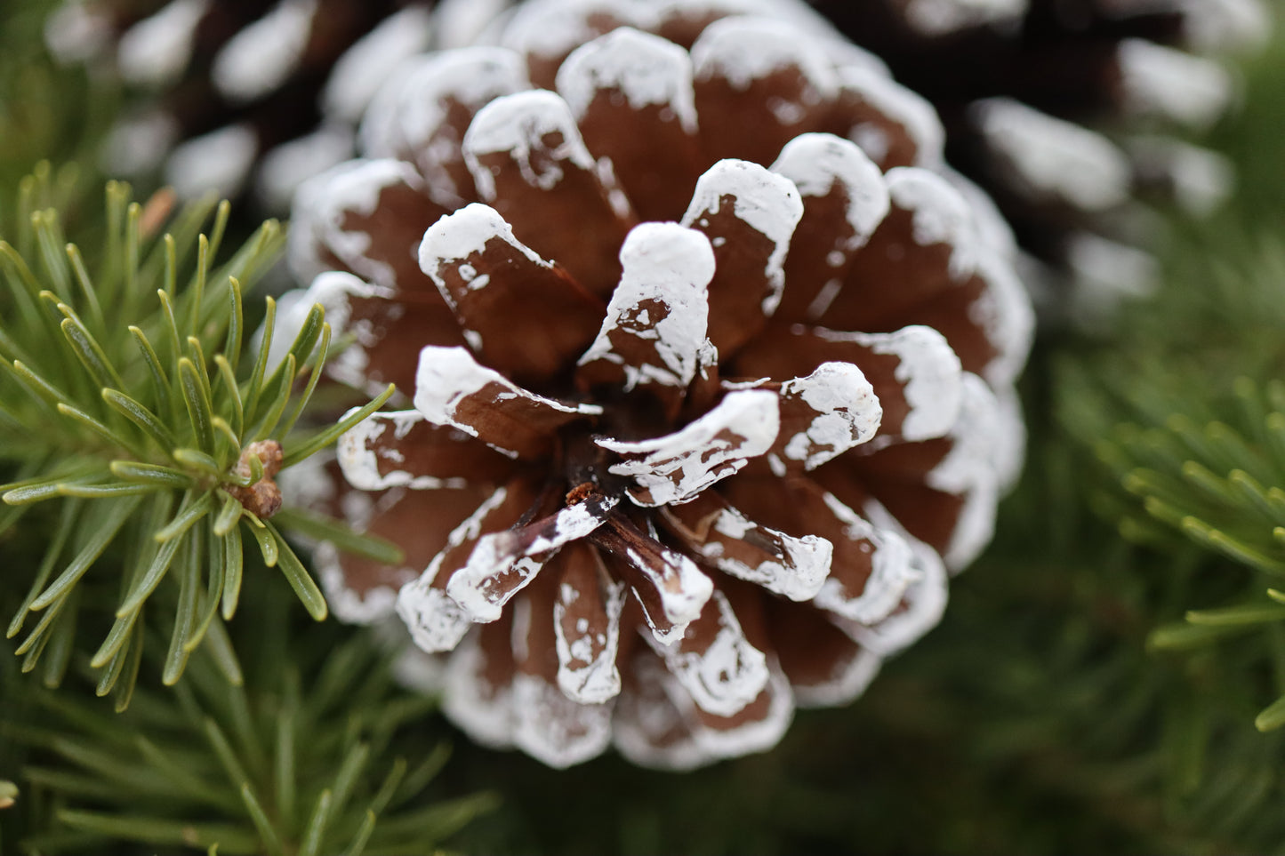Winter Pine
