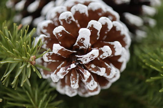 Winter Pine