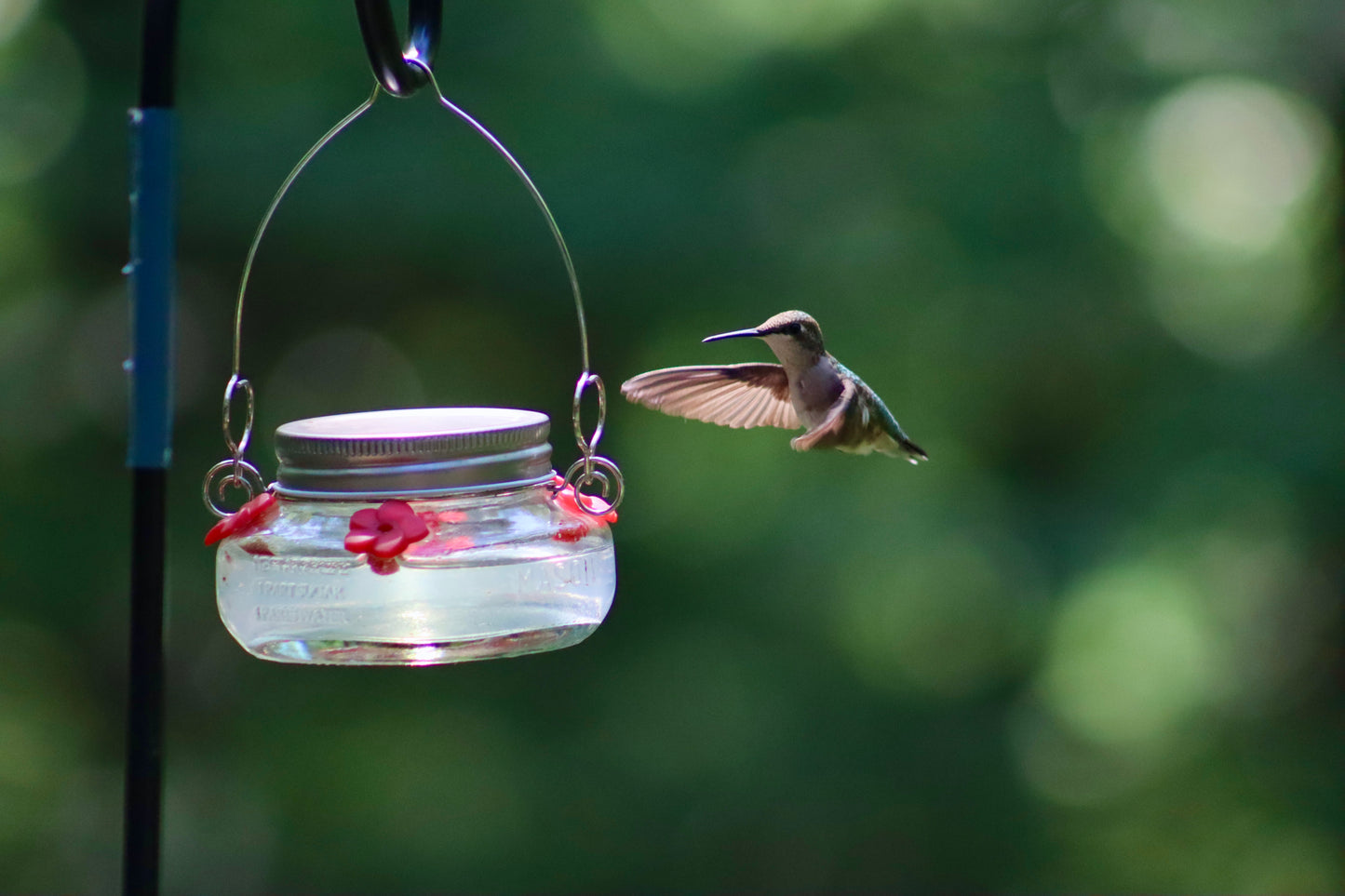 Hummingbird 2