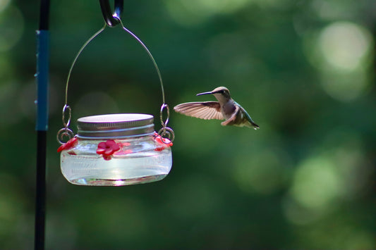 Hummingbird 2