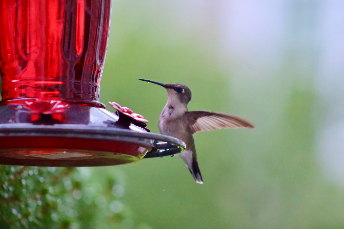 Hummingbird 3