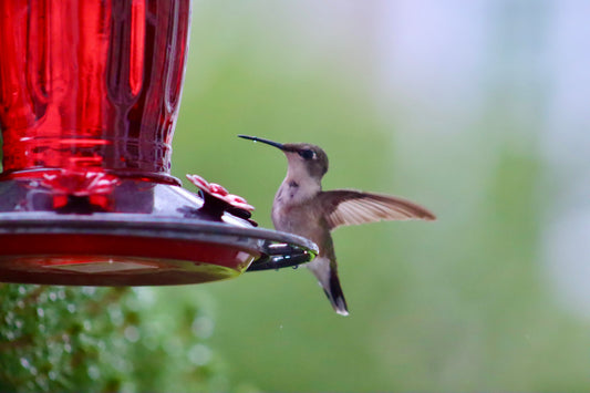 Hummingbird 3