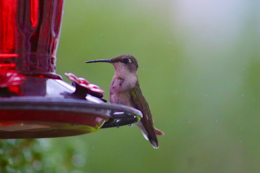 Hummingbird 4