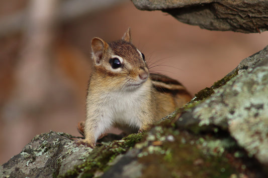 Chipmunk on Rock 2