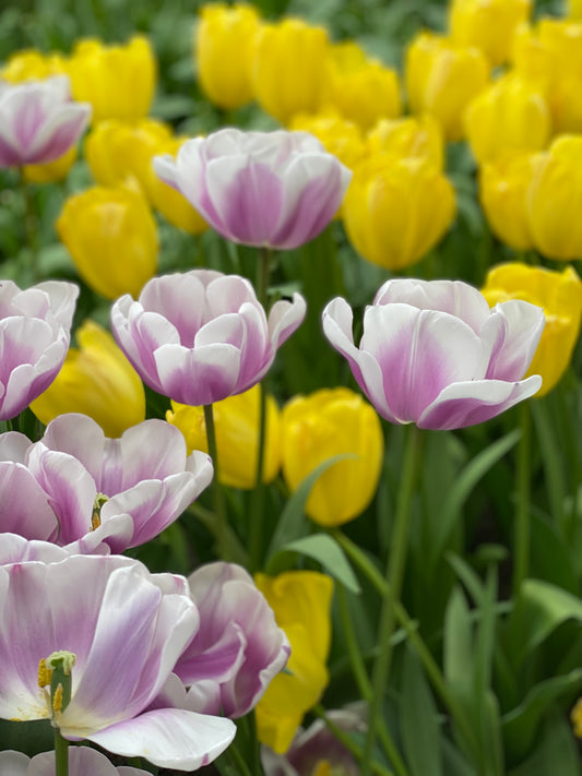 Purple & Yellow
