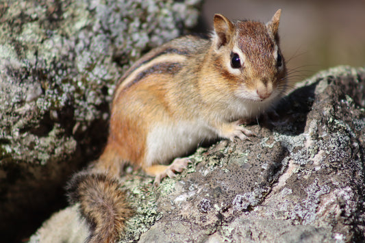 Chipmunk on Rock 4