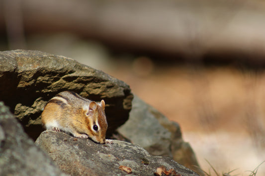 Chipmunk on Rock 3