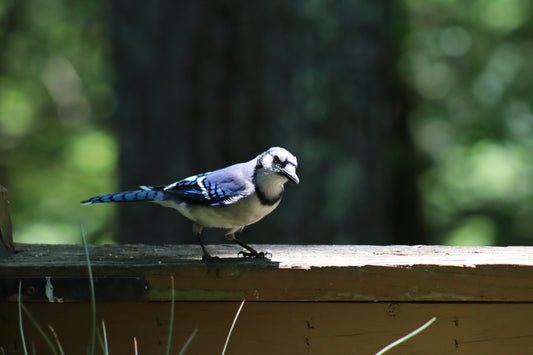 Blue Jay 2