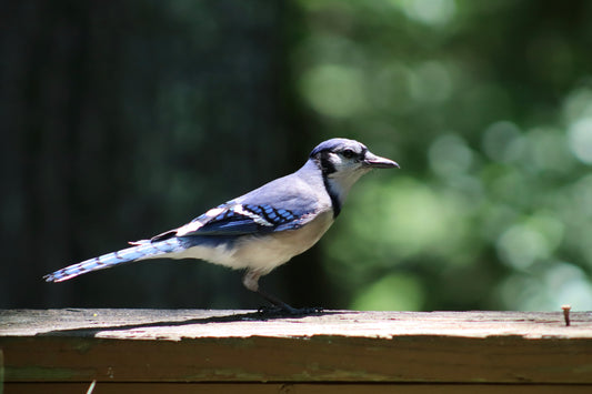 Blue Jay 1