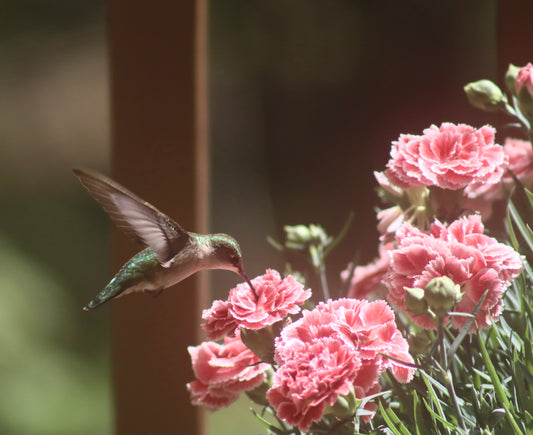 Hummingbird 1