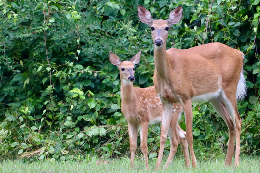 Mom & Baby 1