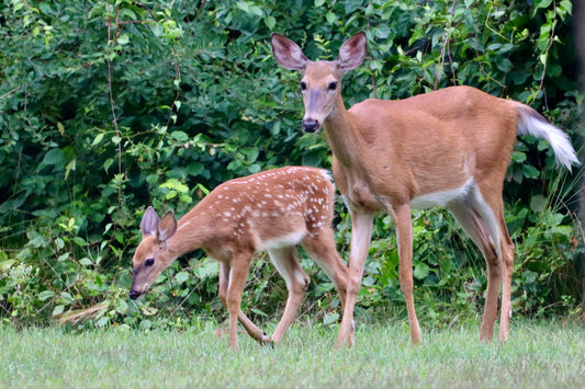 Mom & Baby 3