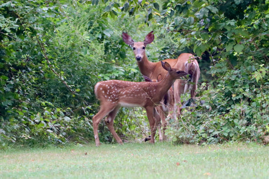 Mom & Baby 2
