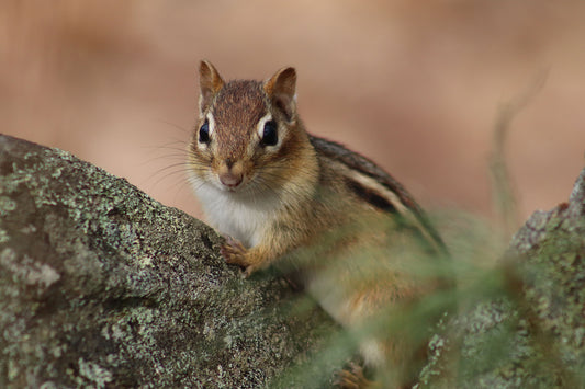 Chipmunk on Rock 1