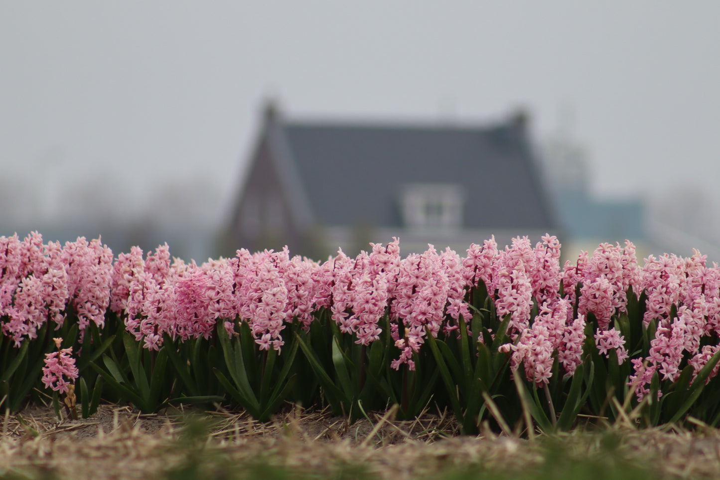 Floral Cottage