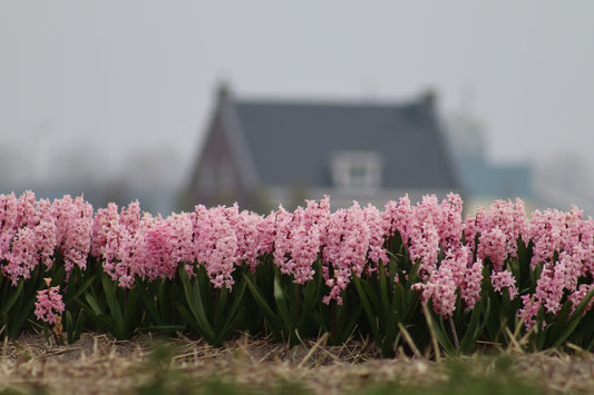 Floral Cottage