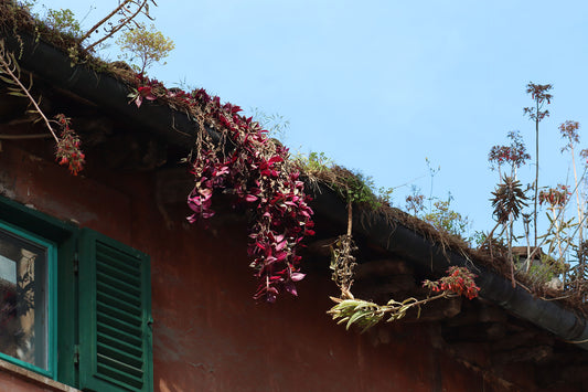 Rooftop Foliage