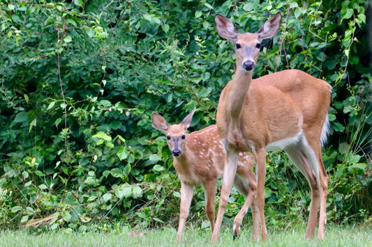 Mom & Baby 4